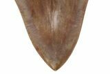 Serrated Fossil Megalodon Tooth - Massive Indonesian Meg #216487-2